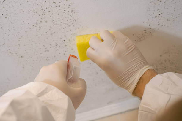 Best Mold Prevention Services  in Morristown, IN